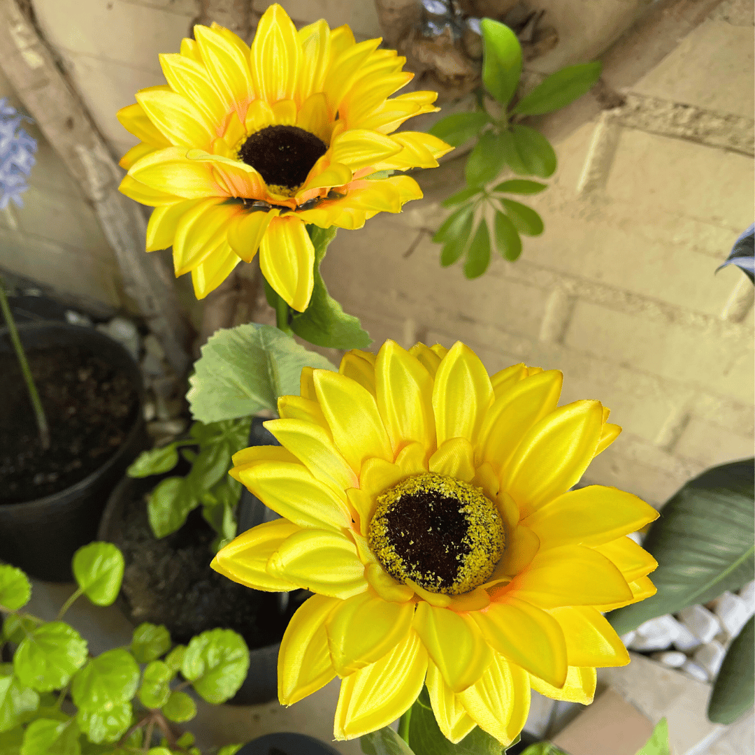Girasol Solar LED 2x1 - Tu Jardín Se Enciende Solo al Anochecer